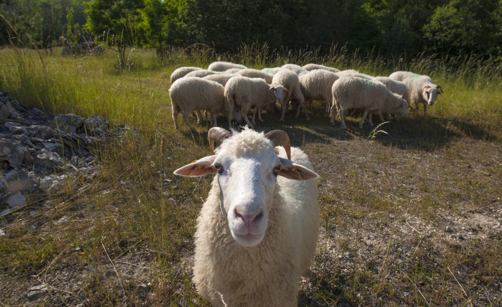 Zum Einsatz kommen Burenziegen und Waldschafe. Ihre Robustheit, Wetterfestigkeit und Geländegängigkeit prädestinieren die Tiere für diesen Einsatz.