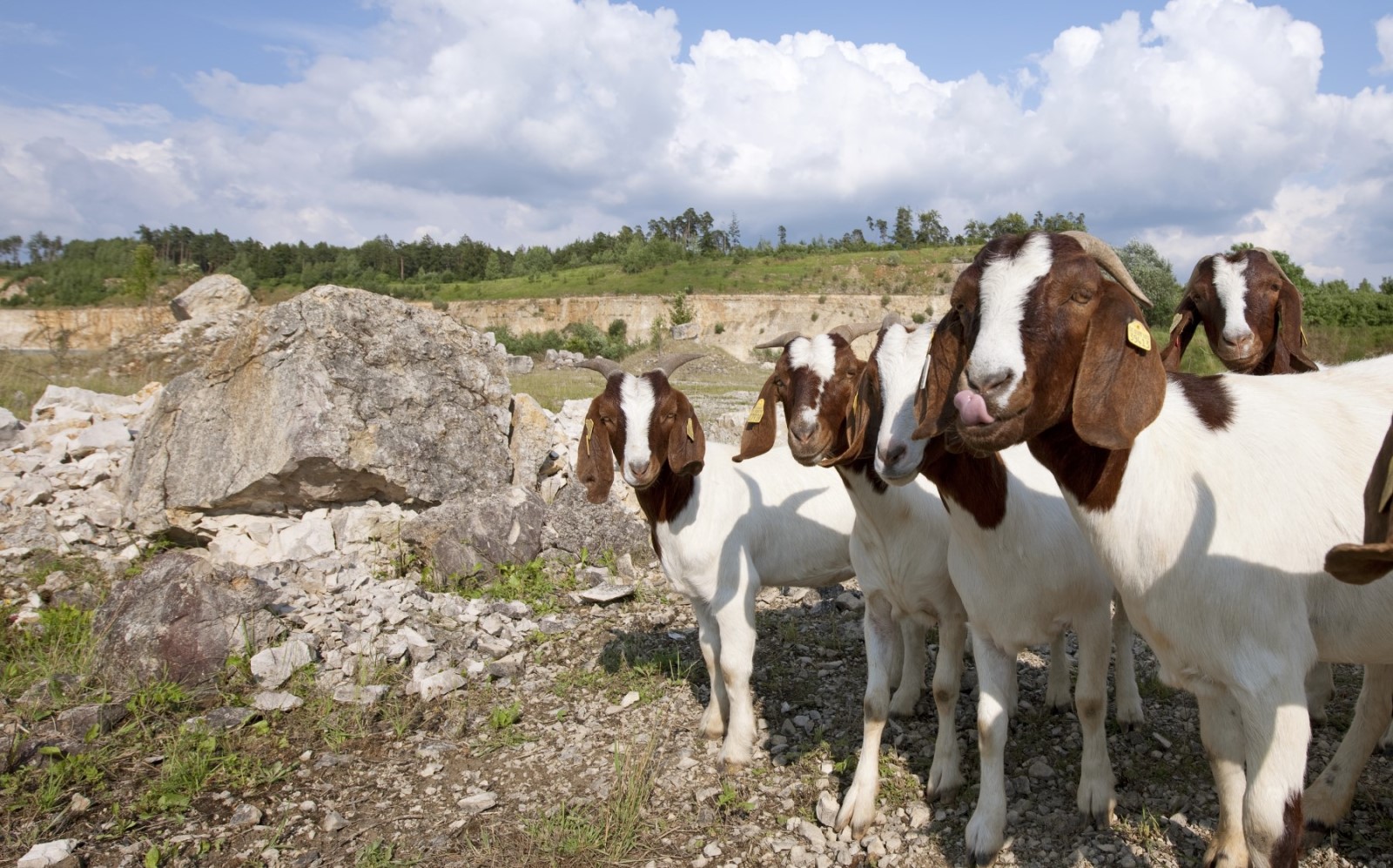 Die Tiere fressen vor allem jungen Aufwuchs und drängen eine Verbuschung schonend zurück.