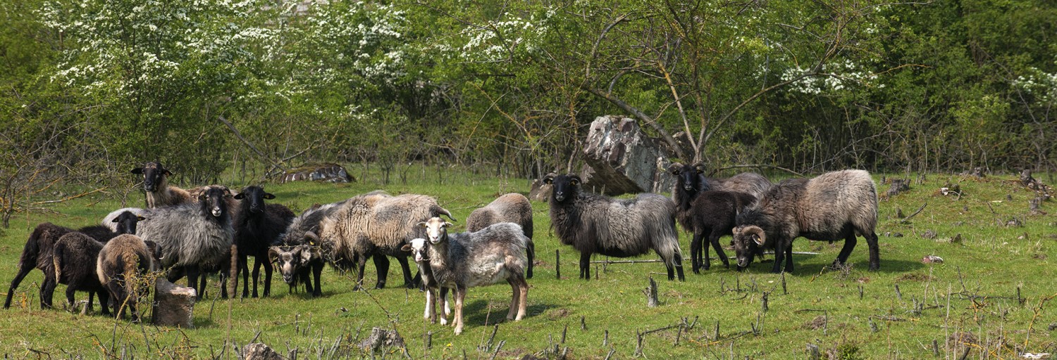 Zur Pflege und Förderung der biologischen Vielfalt von Kalk-Magerrasenkomplexen in aufgelassenen und aktiven Steinbrüchen südlich von Geseke werden seit 2009 Schafe eingesetzt.