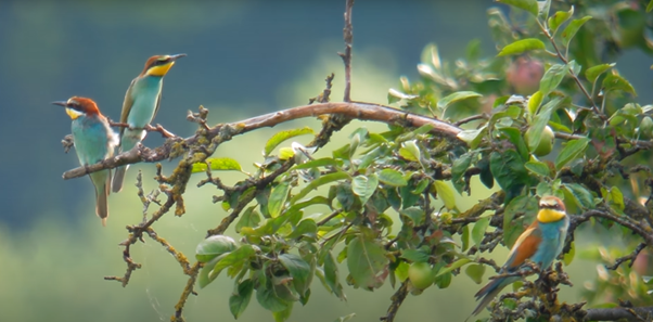 Der Bienenfresser gehört zweifelsohne zu den farbenprächtigsten Erscheinungen unserer heimischen Vogelwelt - nur leider zählt er auch zu den sehr seltenen Brutvögeln Baden-Württembergs.  Zu den vier bisher bekannten Brutgebieten des bunten Vogels gehören neben dem Kaiserstuhl, den Landkreisen Heidenheim und Sigmaringen, auch der nördliche Kraichgau. Hier liegt das Herzstück des Brutgebietes im Steinbruch Nußloch.