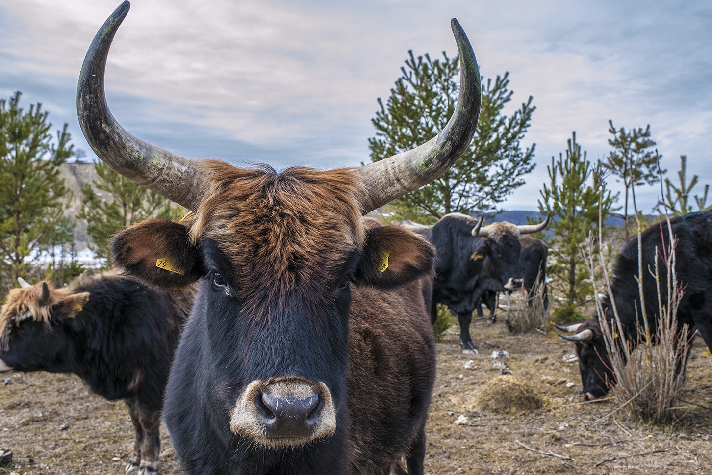 Im Steinbruch Gerhausen/Beiningen der HeidelbergCement AG, nahe Blaubeuren, leben derzeit urtümliche Taurusrinder (eine Auerochsen-Abbild-Züchtung) und 13 Konikpferde. Die frei lebenden Konikpferde und Taurusrinder sollen die Verbuschung im Steinbruch Gerhausen/Beiningen zurückdrängen und damit den halboffenen Landschaftscharakter erhalten, der für die Artenvielfalt auf dem Gelände so wichtig ist.