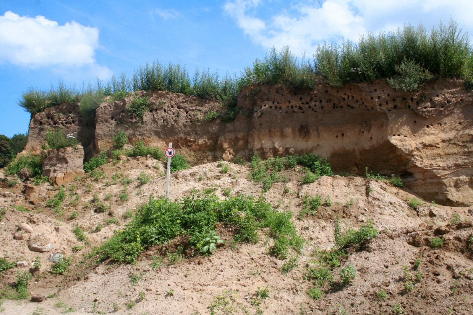 Viele dieser Lebensraumtypen, wie offene Sand- und Kiesflächen, trockene Magerrasen oder Flachwasserzonen sind in der modernen Kulturlandschaft selten geworden.