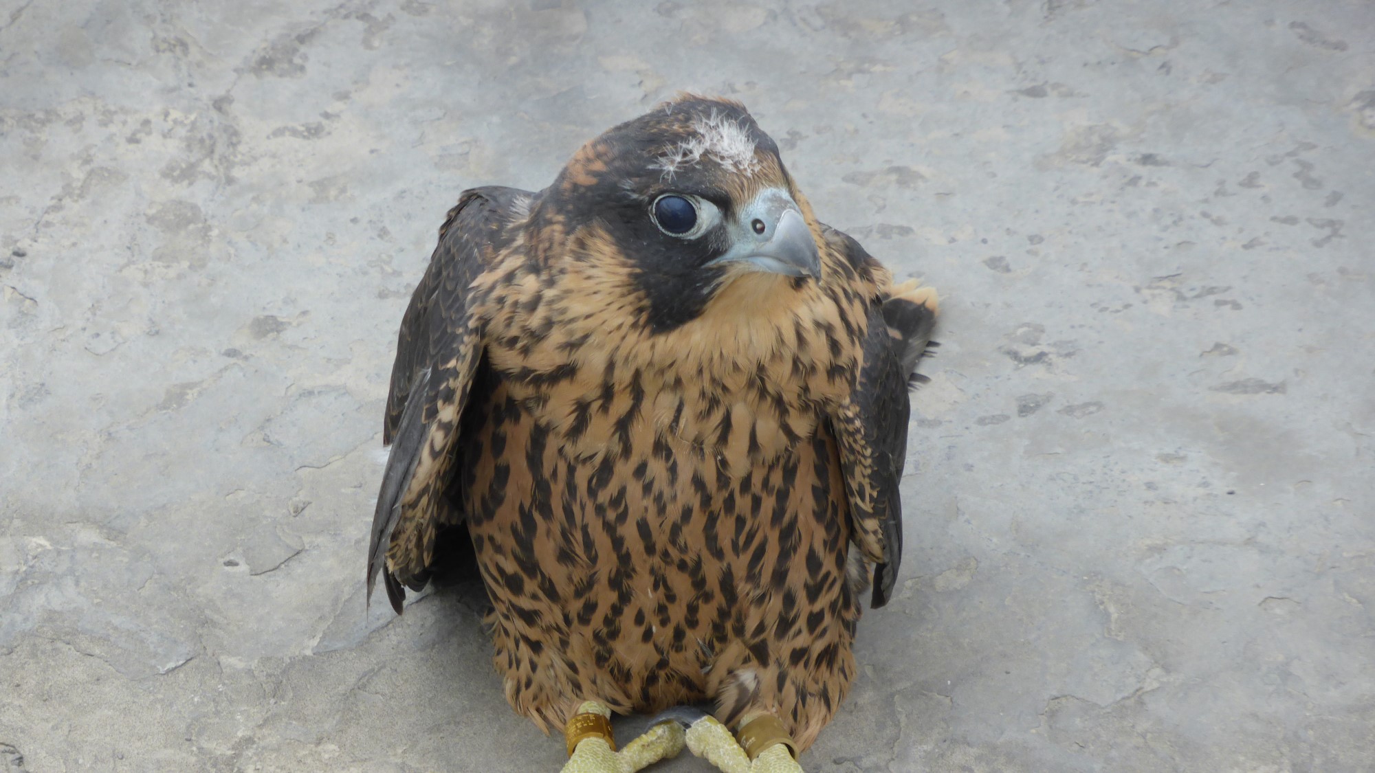 Der Wanderfalke im Zementwerk Burglengenfeld.