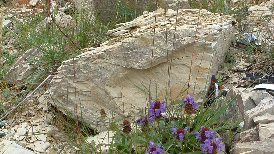Steinbrüche sind magische Orte – still, geheimnisvoll und sonnendurchflutet. Jedes Händeklatschen lässt ein trockenes Echo von den Wänden hallen und nur die ganz robusten Pflanzen lugen zwischen den Gesteinsbrocken hervor. Die Felswand ist noch in Bewegung,  jederzeit können Brocken abbrechen und auf die Schutthalde am Fuß der Wand donnern. Faszinierend, dass es dennoch Pflanzen schaffen, genau dort, am Fuße der Felswand, zu wachsen.