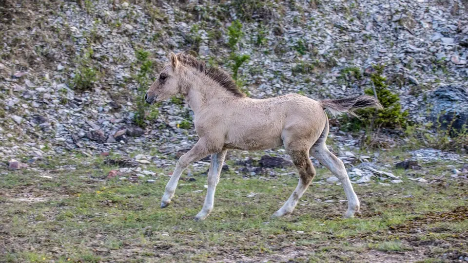 Steinbrüche sind heutzutage etwas ganz Besonderes. Sie erinnern an Flusslandschaften, die vielen Flusstieren wie z.B. den Gelbbauchunken einen Lebensraum bieten. In diesem Video zeigt Dr. Michael Rademacher, Biologe bei HeidelbergCement, einige interessante Dinge über Steinbrüche.