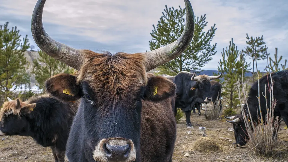 Im Steinbruch Gerhausen/Beiningen der HeidelbergCement AG, nahe Blaubeuren, leben derzeit urtümliche Taurusrinder (eine Auerochsen-Abbild-Züchtung) und 13 Konikpferde. Die frei lebenden Konikpferde und Taurusrinder sollen die Verbuschung im Steinbruch Gerhausen/Beiningen zurückdrängen und damit den halboffenen Landschaftscharakter erhalten, der für die Artenvielfalt auf dem Gelände so wichtig ist.