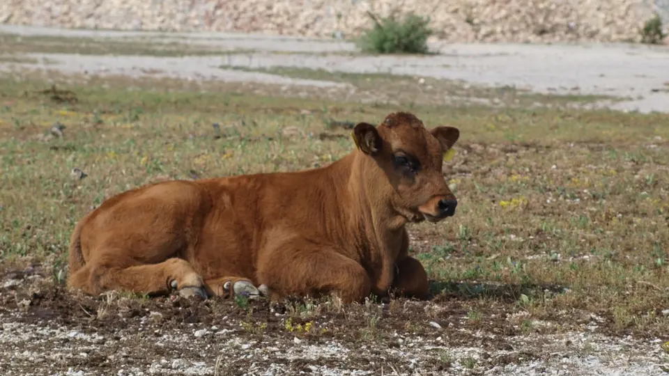 Prof. Dr. Michael Rademacher, Biologe bei der HeidelbergCement AG, zeigt uns, wieviel Lebensraum in einem Kuhfladen steckt! 