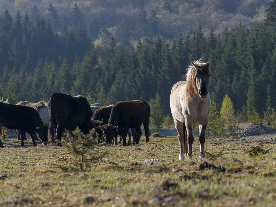 Entdecken Sie hier in fünf Kurzfilmen die Welt der Artenvielfalt und Steinbrüche von Heidelberg Materials