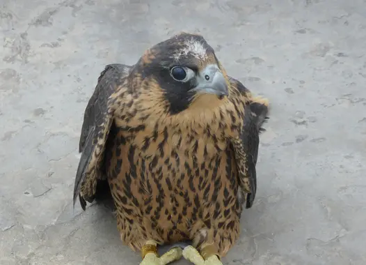 Der Wanderfalke im Zementwerk Burglengenfeld.